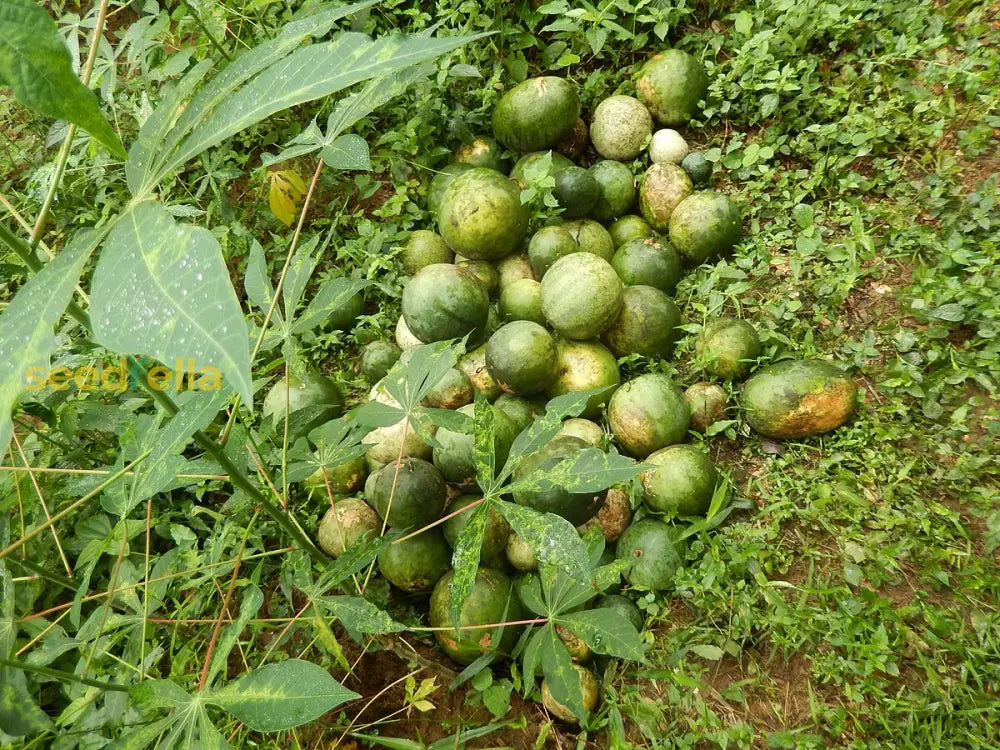 Green Cucumeropsis seed package for gardening