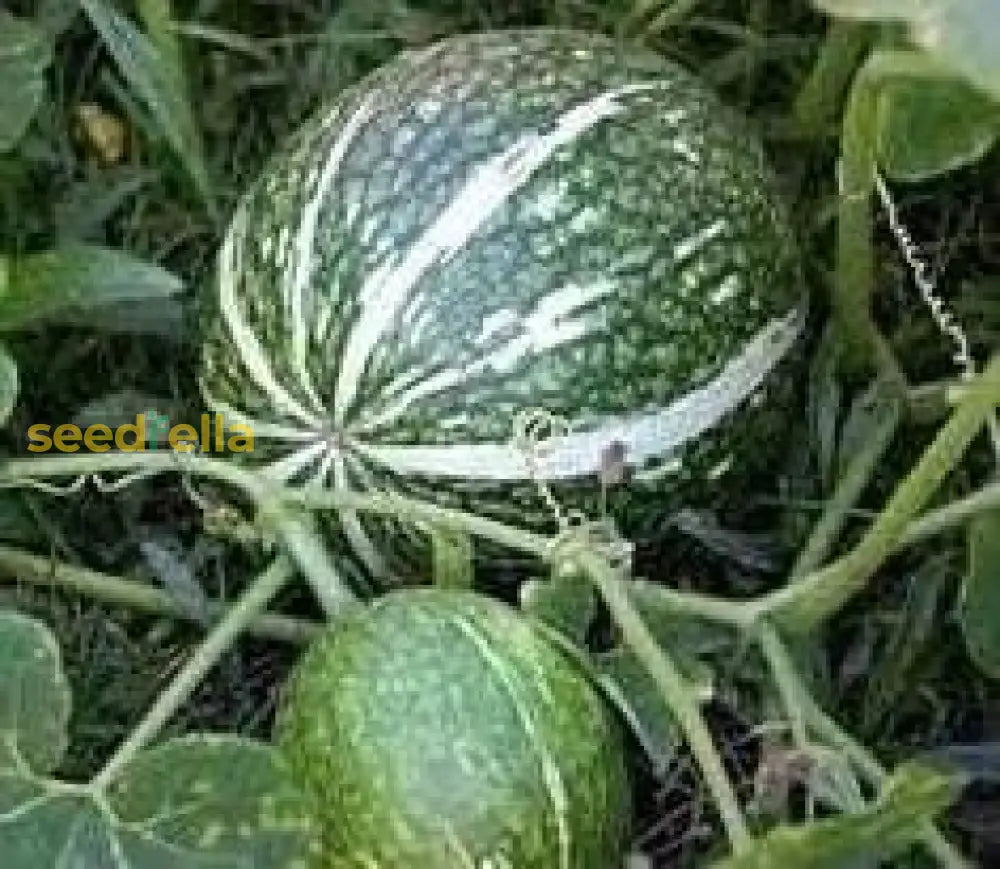 Green Cucurbita Pepo Ficifolia Seeds For Easy Planting Vegetable Seeds