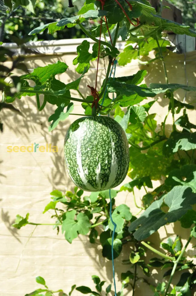 Green Cucurbita Pepo Ficifolia Seeds For Easy Planting Vegetable Seeds