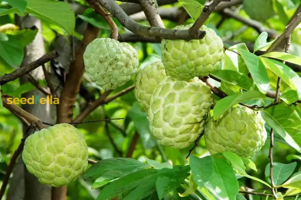 Green Custard Apple Fruit Seeds For Planting  Premium Quality Home Gardens