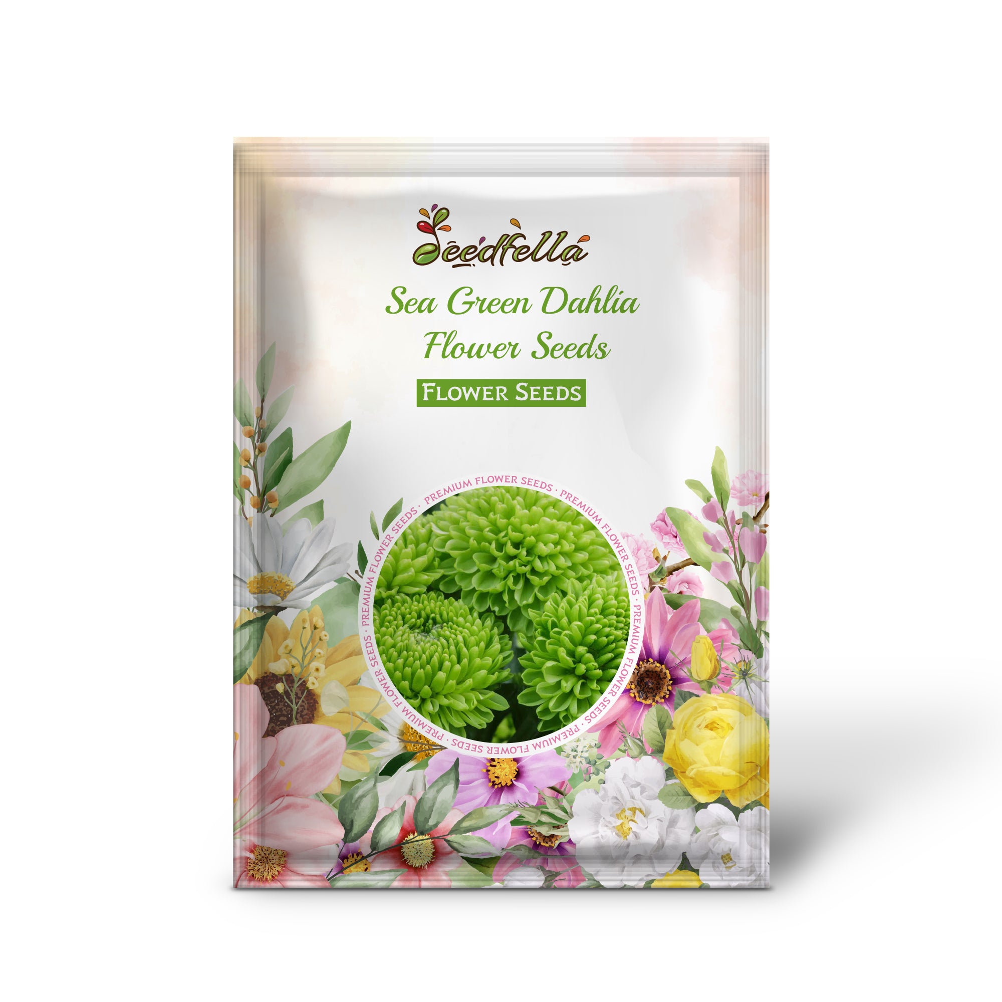 Rare Sea Green Dahlia Flowers Blooming in Garden