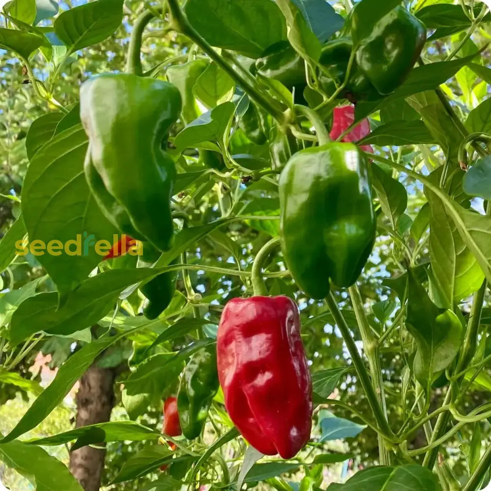 Green de Padron vegetable seeds for planting