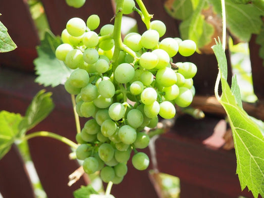Green dessert grape seeds for planting
