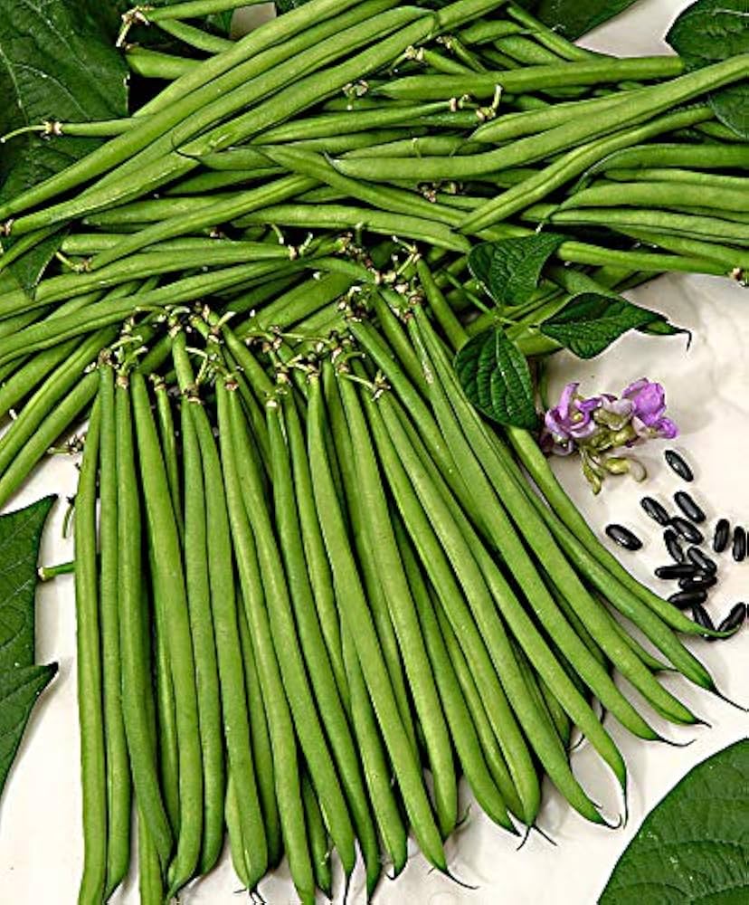 High quality Green Dixie Lee cowpea seeds closeup