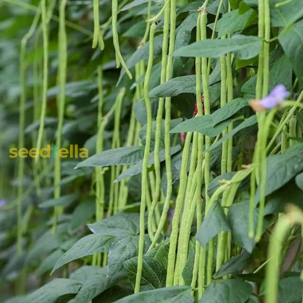 Green Dixie Lee cowpea seeds for planting non GMO