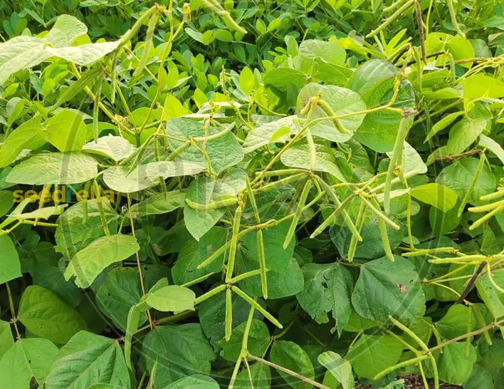 Green Dixie Lee cowpea seeds package for gardening