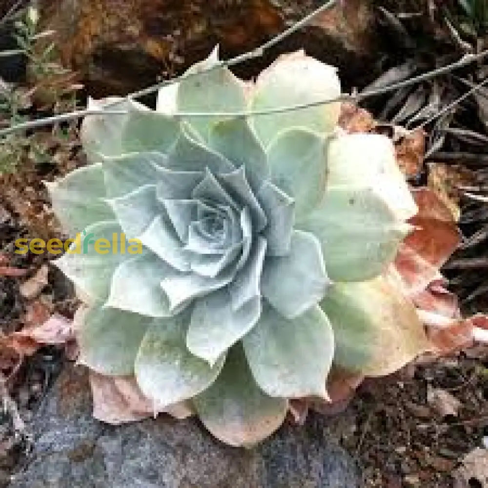 Green Dudleya Seeds For Easy Planting Plant Seeds