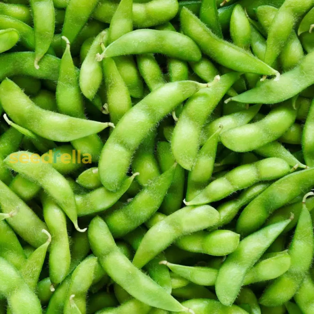 Close-up of fresh green edamame pods