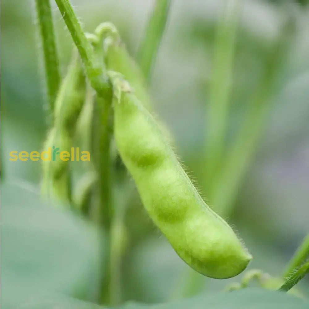 Green edamame seeds for planting
