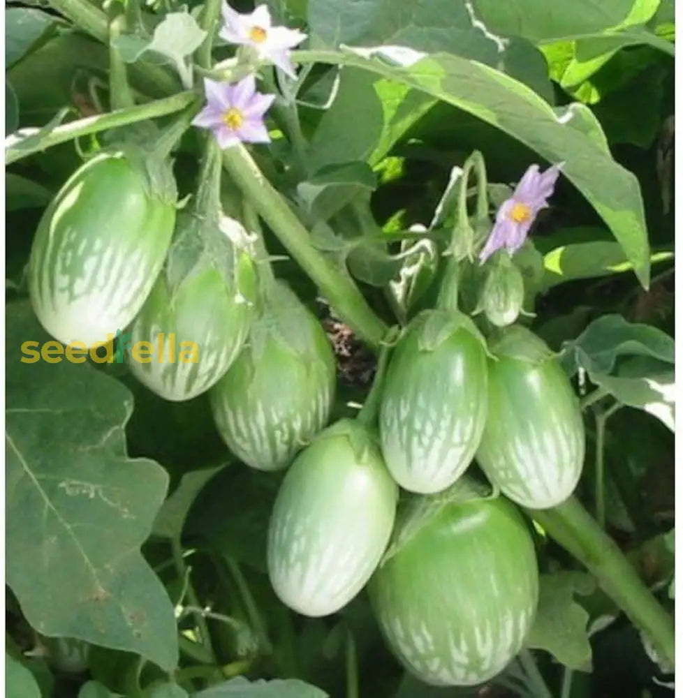 Green Eggplant plants growing in a garden