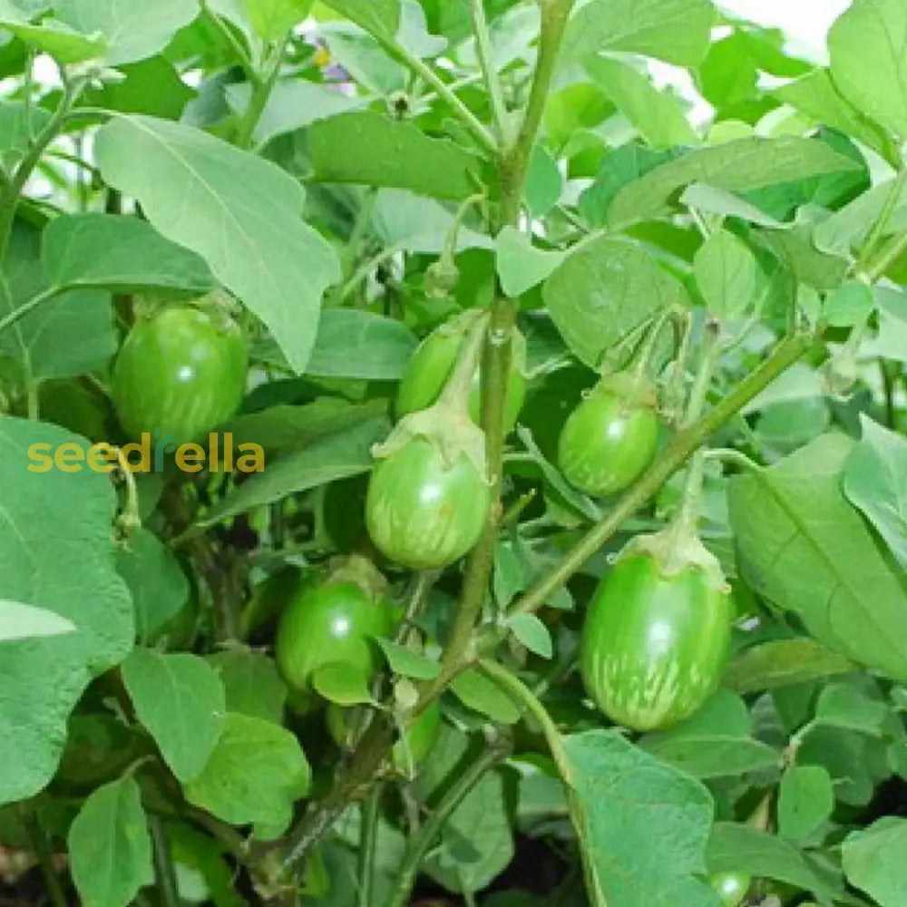 Green Eggplant Vegetable Seeds For Garden Planting Seeds