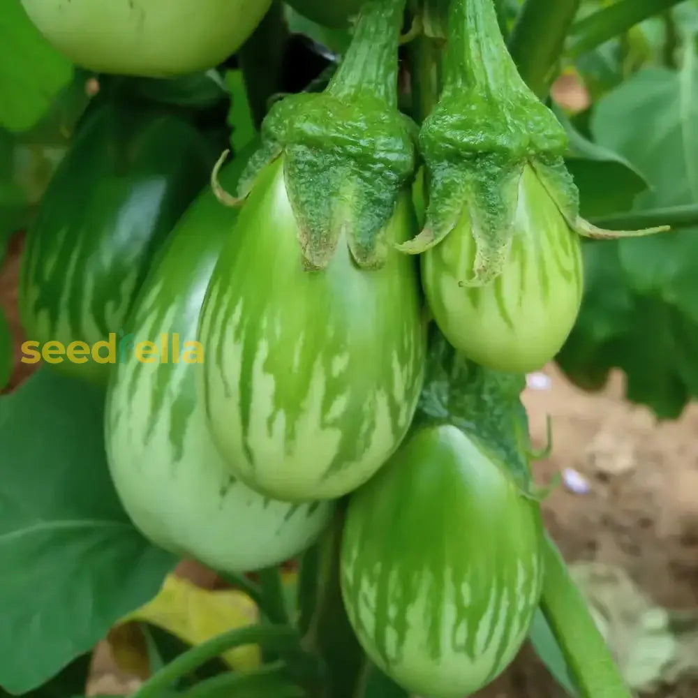 Green Eggplant Vegetable Seeds For Garden Planting Seeds