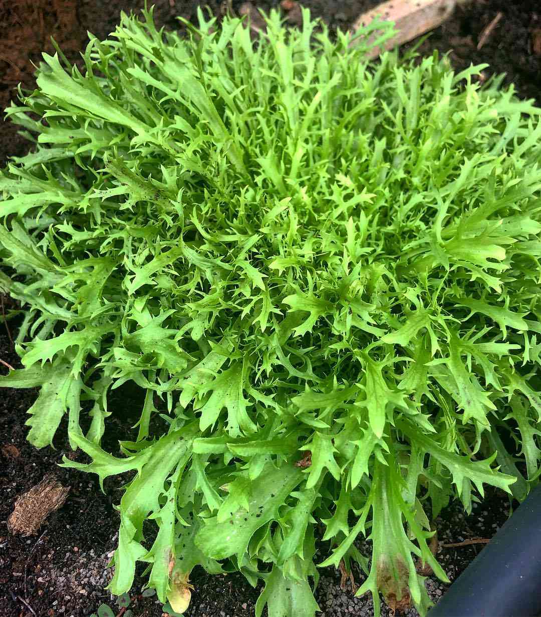 Green Endive seedlings growing in soil