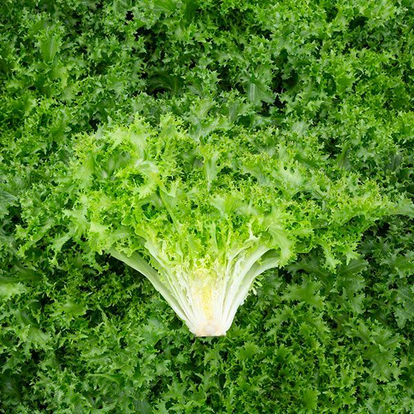 Green Endive vegetable seeds for planting non GMO