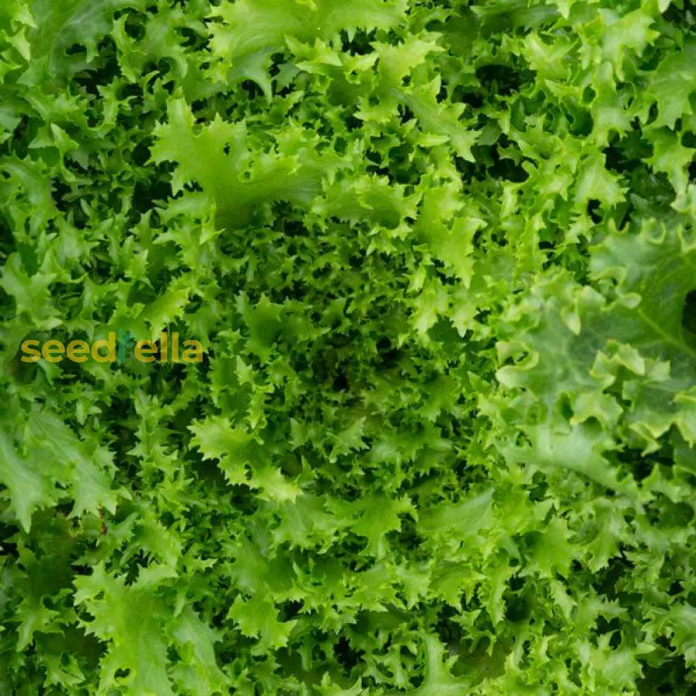 Green Endive Vegetable Seeds For Planting Seeds