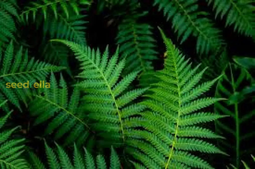 Green Fern Seeds For Perennial Planting  Ideal Shade Plant Seeds