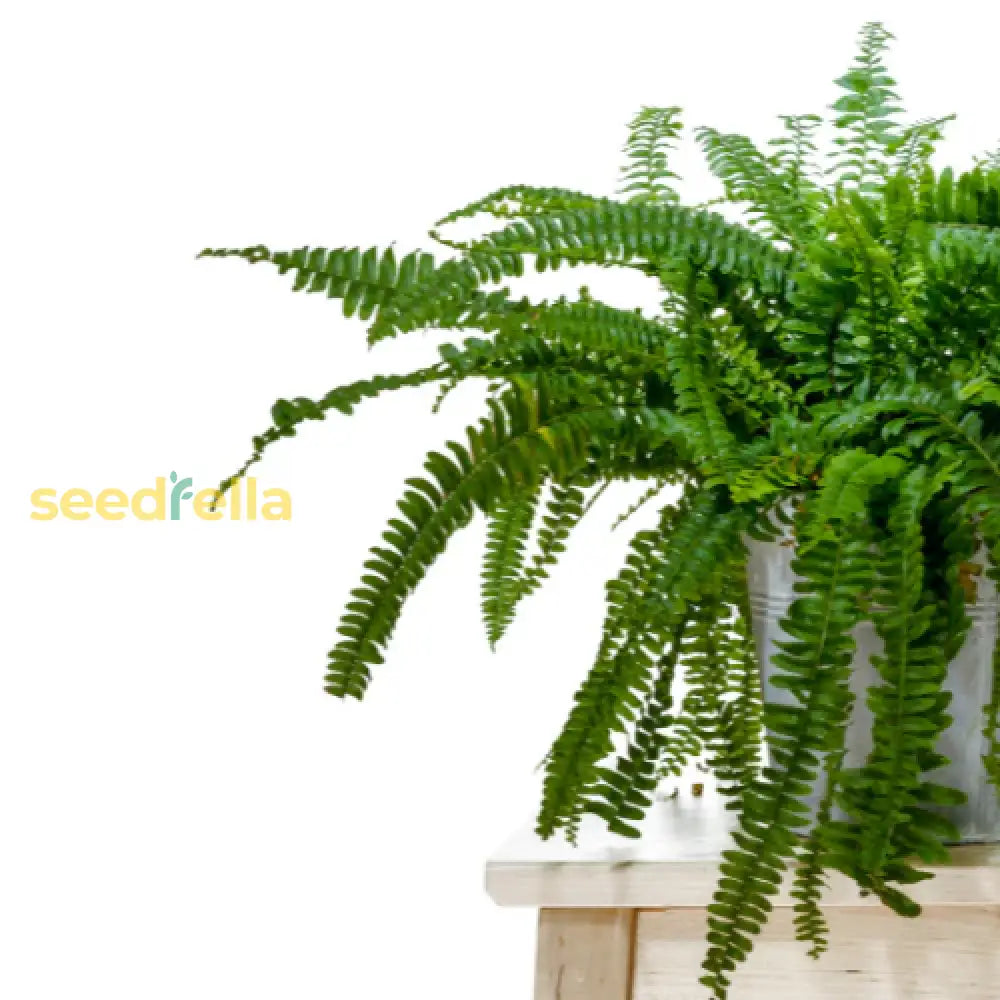 Green Fern Seeds For Perennial Planting  Ideal Shade Plant Seeds