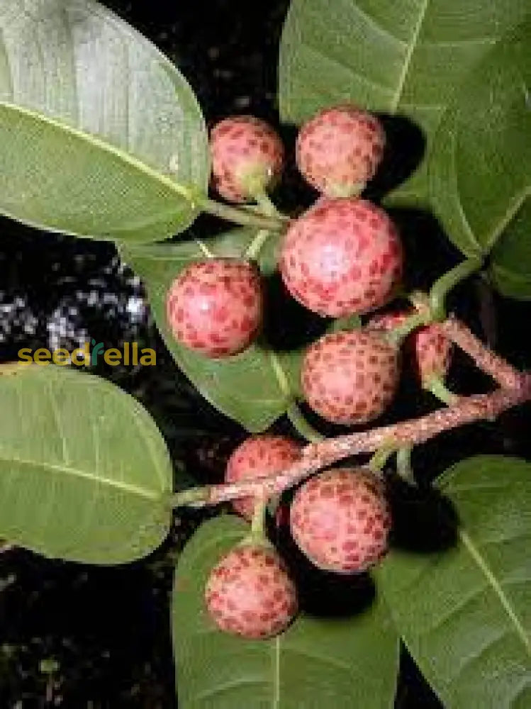 Green Ficus Pertusa Seeds For Planting Herb