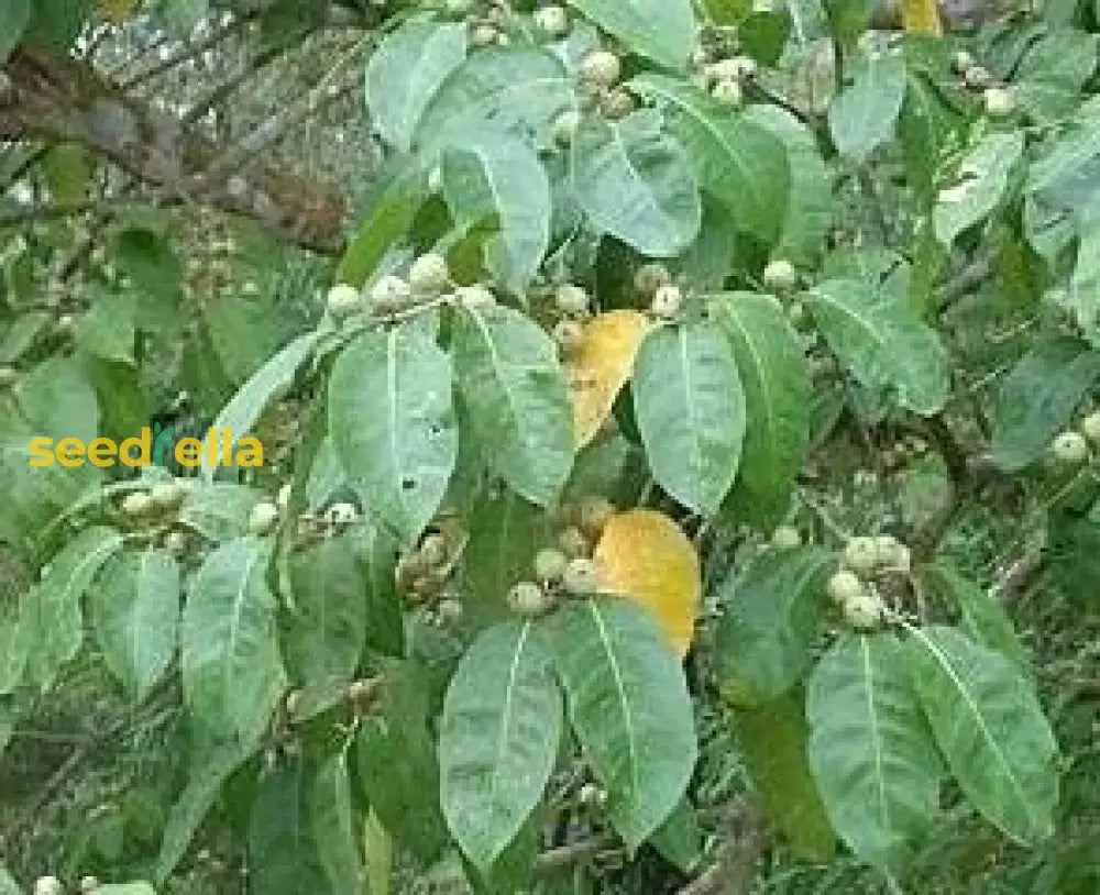 Green Ficus Pertusa Seeds For Planting Herb