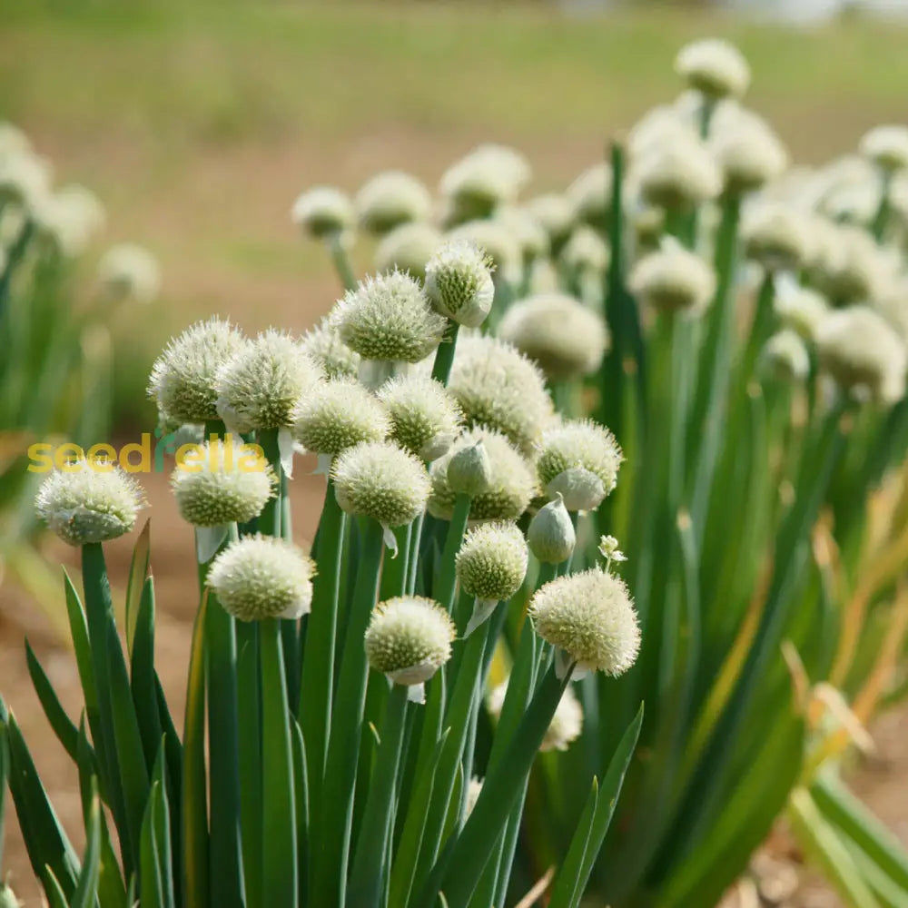 Green Fistulosum plants growing in full sun