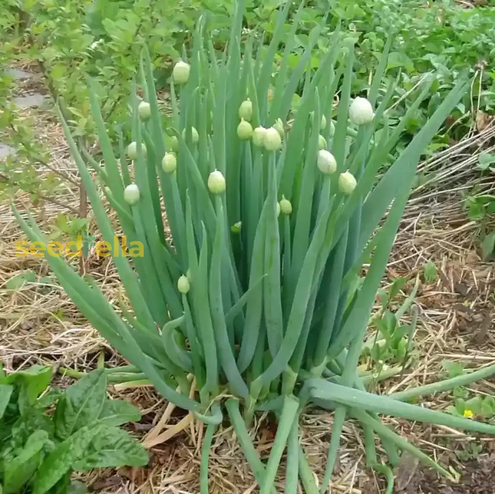 Green Fistulosum Vegetable Seeds For Easy Planting Seeds