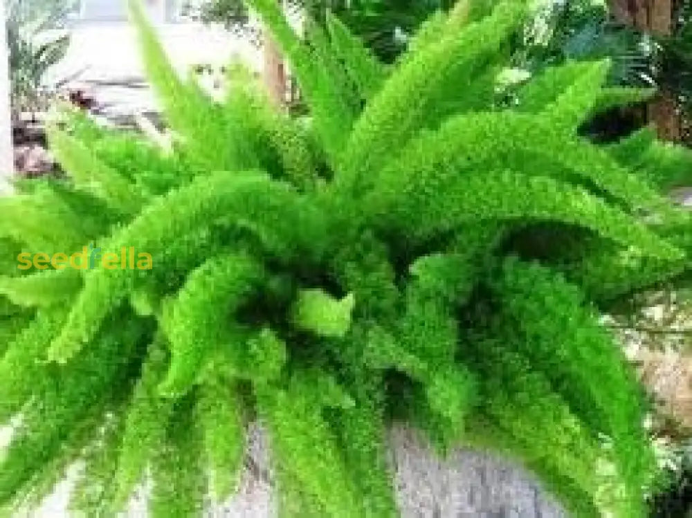 Green Foxtail Fern Seeds For Planting Plant Seeds