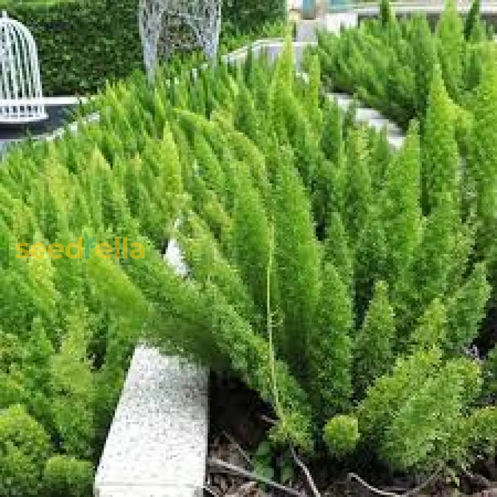 Green Foxtail Fern Seeds For Planting Plant Seeds