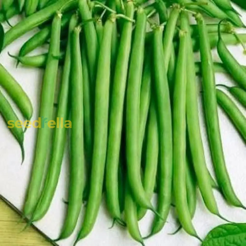 Green French Bean Slenderette Planting Seeds - 100 Pcs Plant Seeds