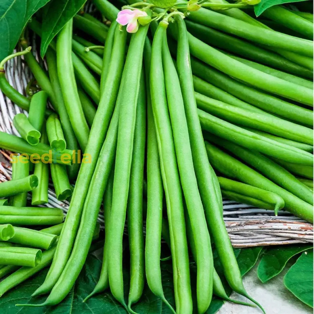 Green French Bean Slenderette Planting Seeds - 100 Pcs Plant Seeds