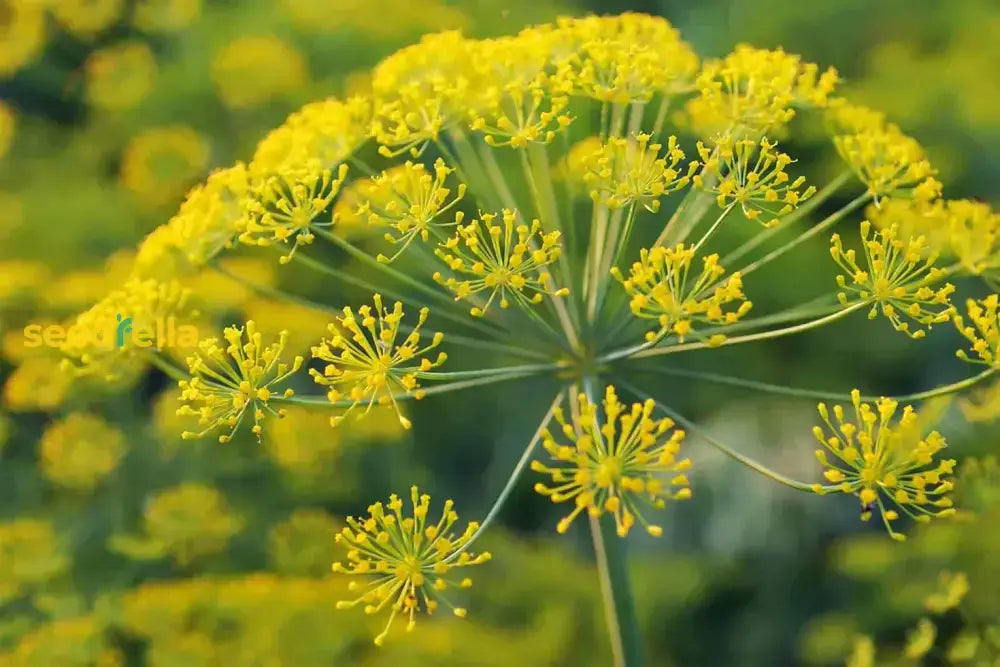 Green Galbanum Planting Seeds  Perfect For Spring Gardens Flower