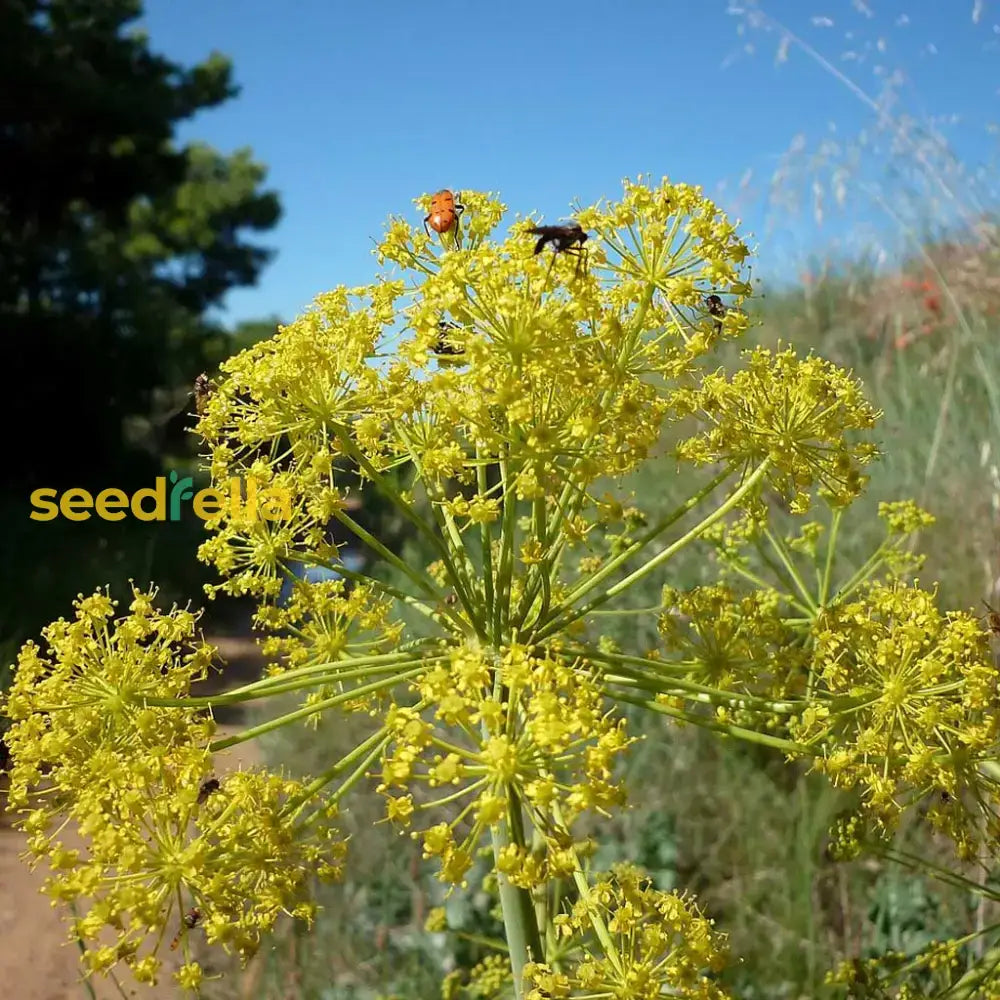 Green Galbanum Planting Seeds  Perfect For Spring Gardens Flower