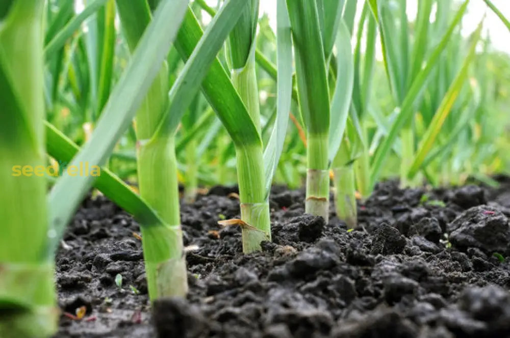 Green Garlic Vegetable Seeds - Easy Planting