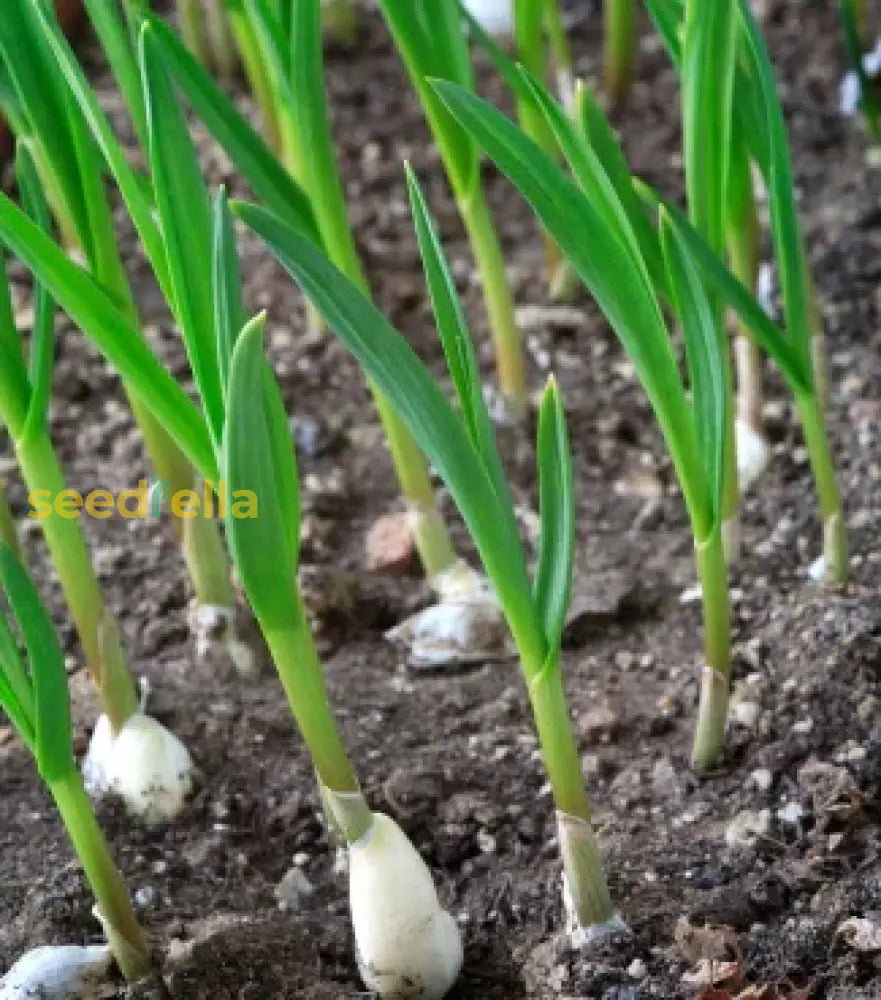 Green Garlic Vegetable Seeds - Easy Planting