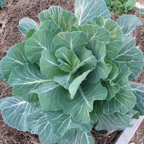 High quality Green Georgia collard seeds closeup