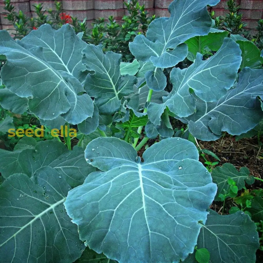 Green Georgia collard seed package for gardening