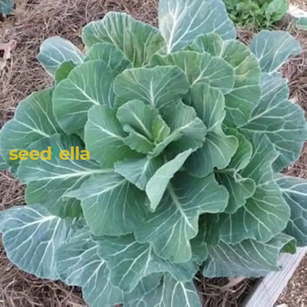 Green Georgia Collard Vegetable Seeds - Easy Planting Seeds