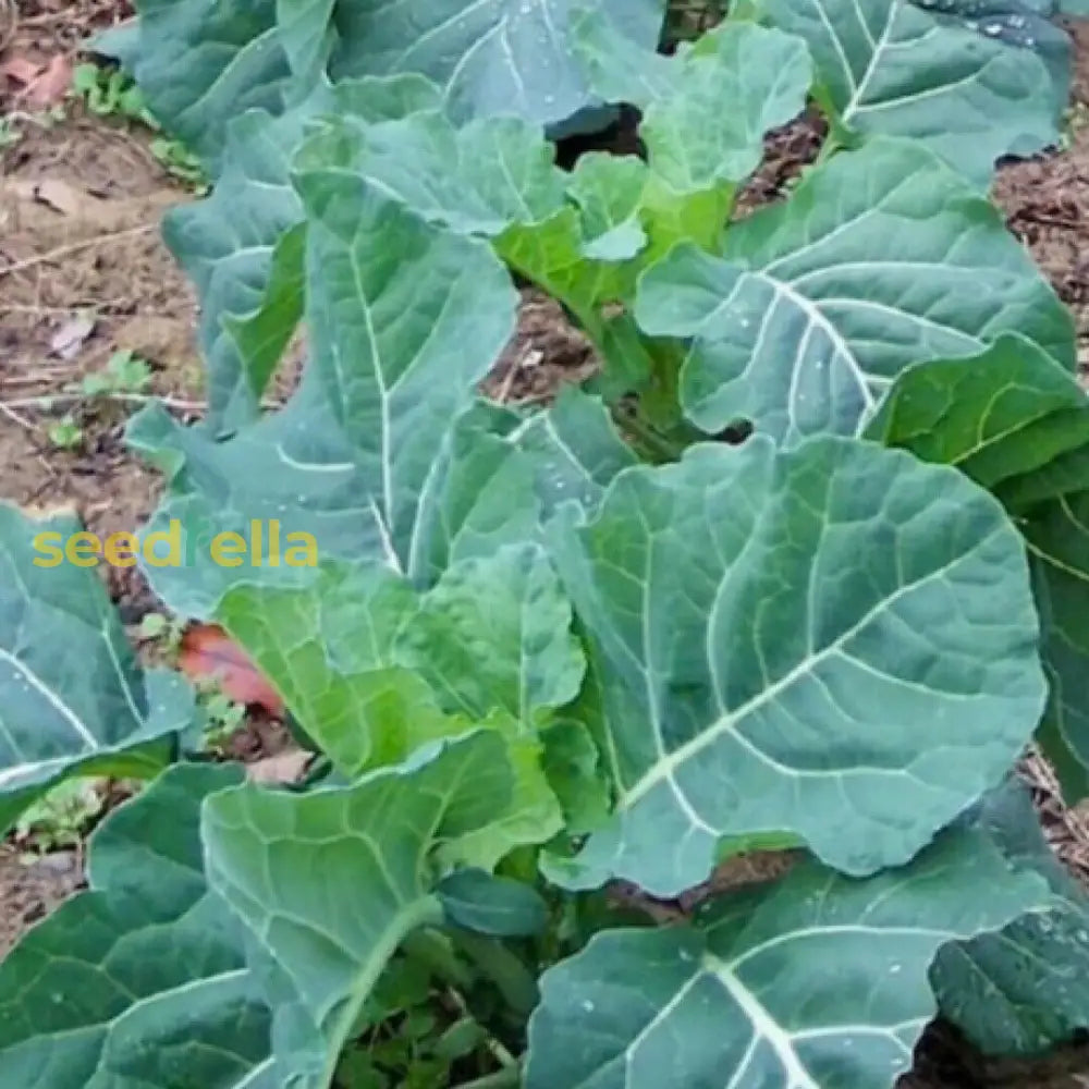 Green Georgia Collard Vegetable Seeds - Easy Planting Seeds