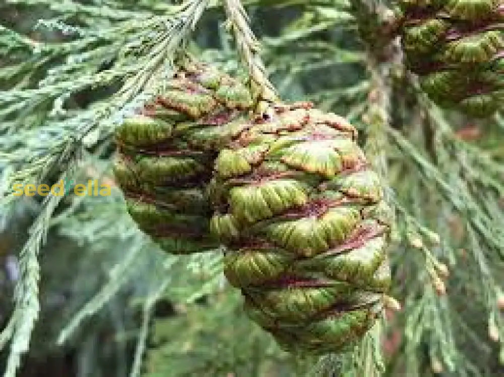 Green Giant Sequoia Seeds For Planting  Majestic Tree Growth Plant Seeds