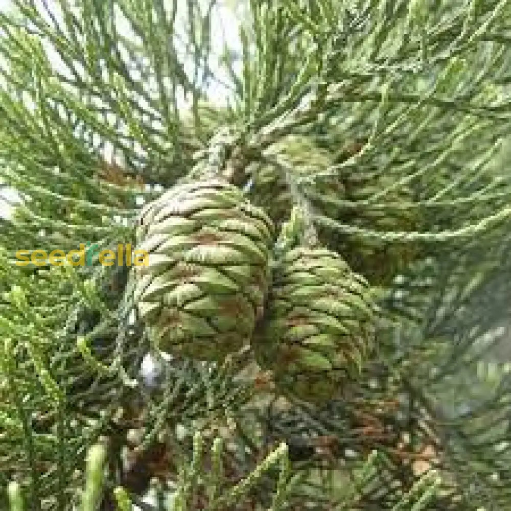 Green Giant Sequoia Seeds For Planting  Majestic Tree Growth Plant Seeds