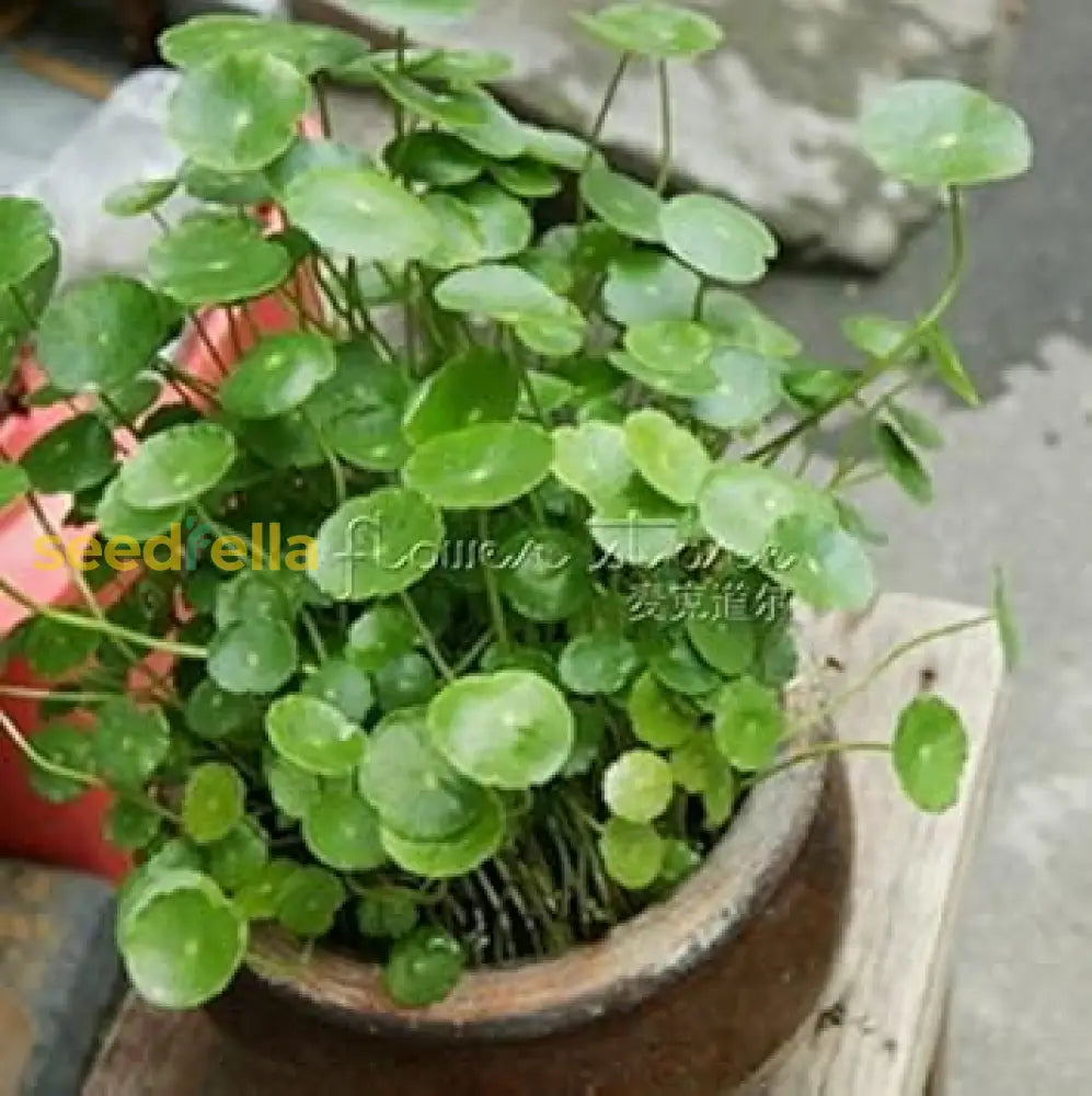 Green Gotu Kola Planting Seeds For Your Garden Plant Seeds