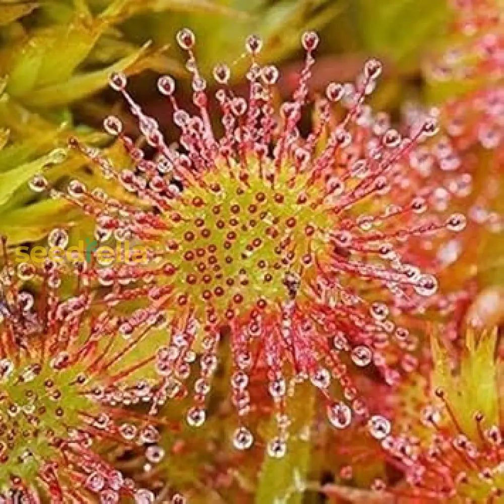 Green Hardy Sundew Plant Seeds For Planting  Unique Perennial Insect-Catching Plants Seeds