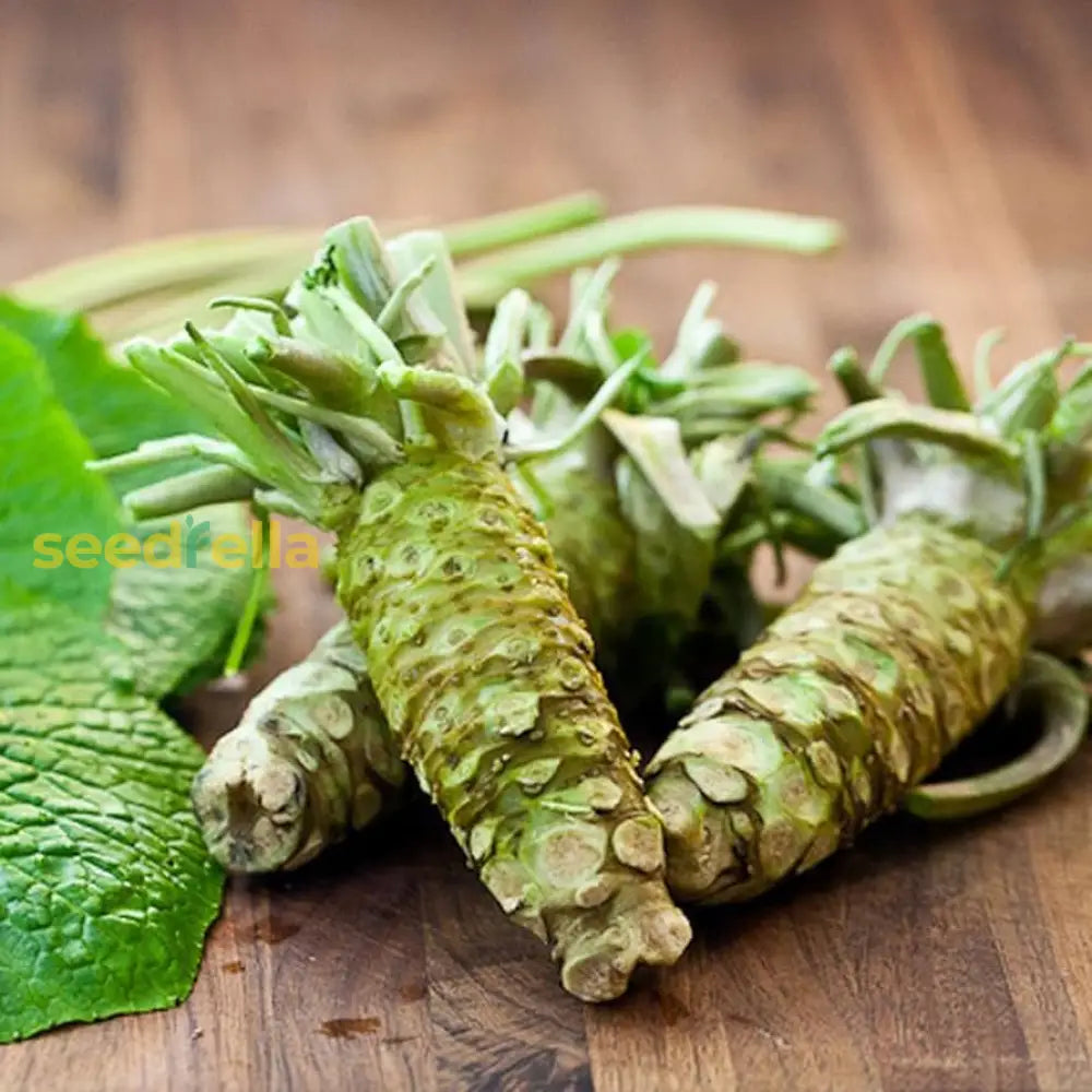 Green Horseradish plants growing in home garden