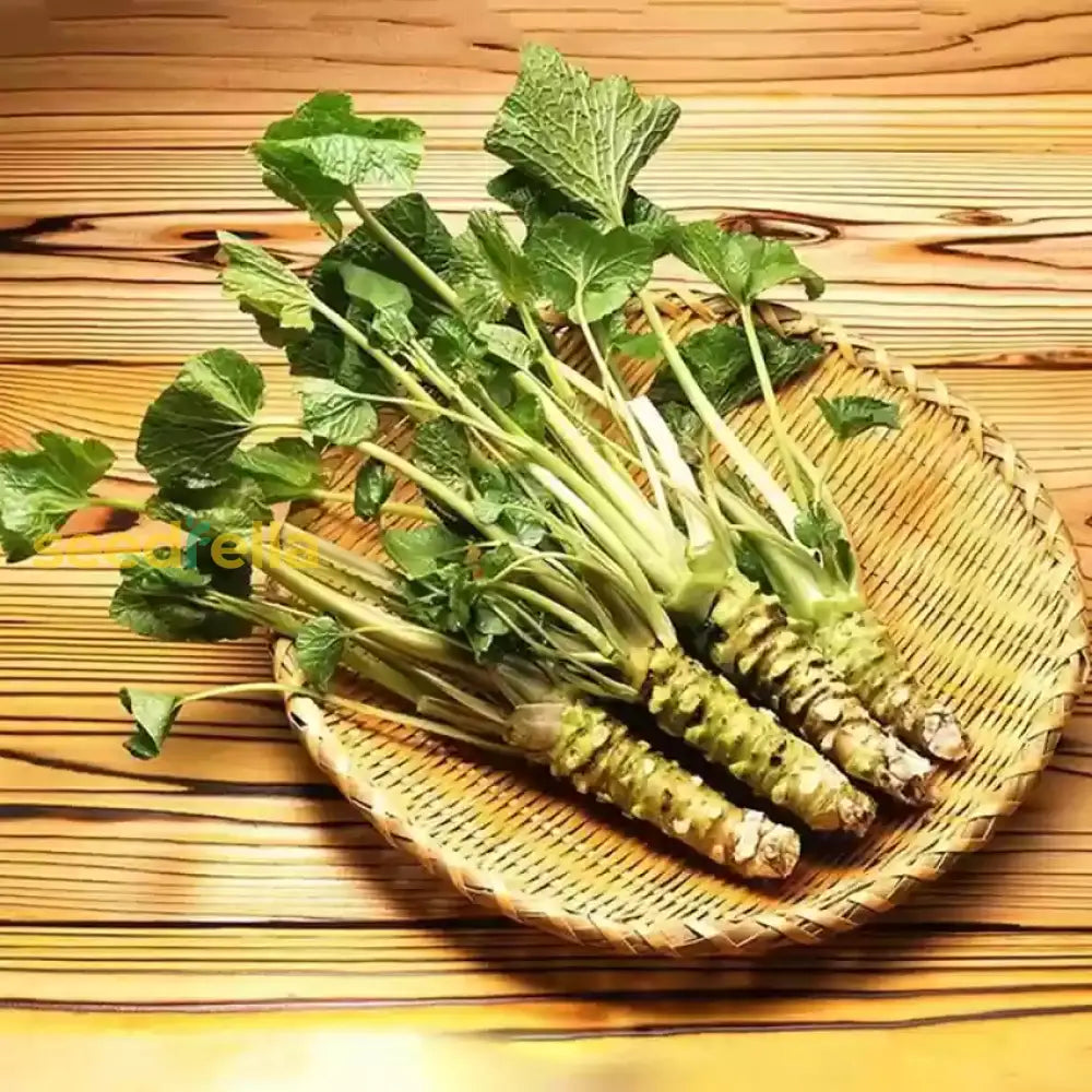 Green Horseradish seedlings sprouting in soil