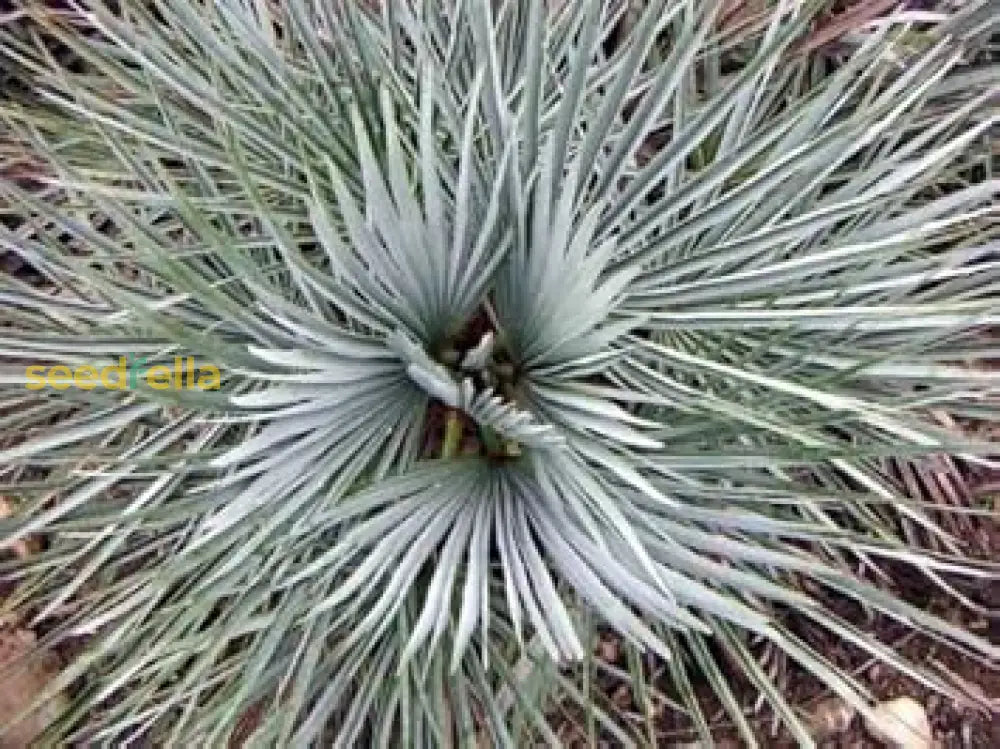 green-humilis-silver-plant-seeds-planting-100-pcs