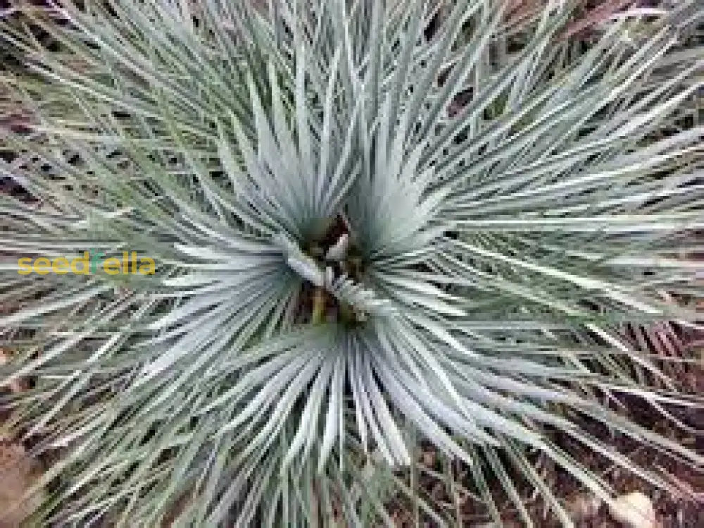 Green Humilis Silver Plant Seeds For Easy Planting