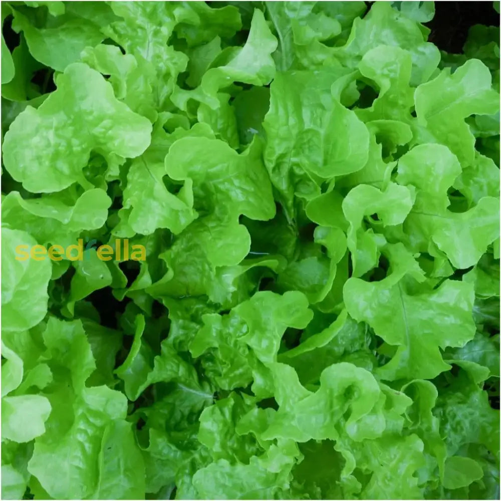 Green Ice Lettuce Planting Seeds - Fast Growing Garden Fresh Plant Seeds