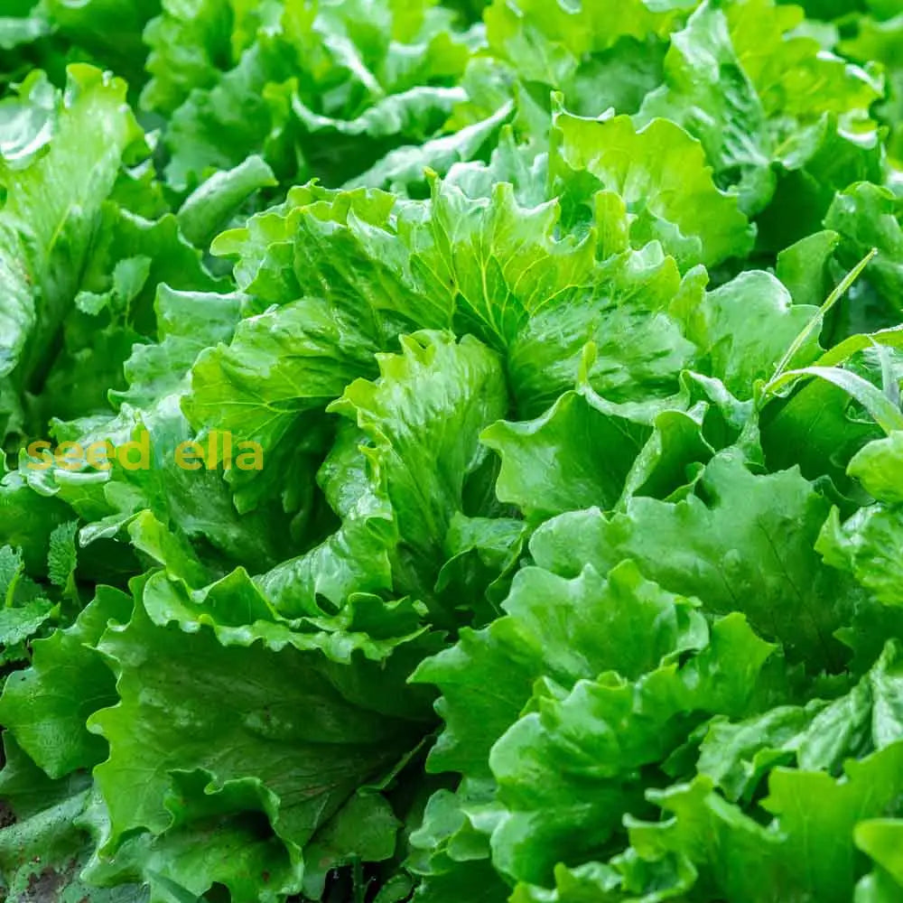 Green Ice Lettuce Planting Seeds - Fast Growing Garden Fresh Plant Seeds