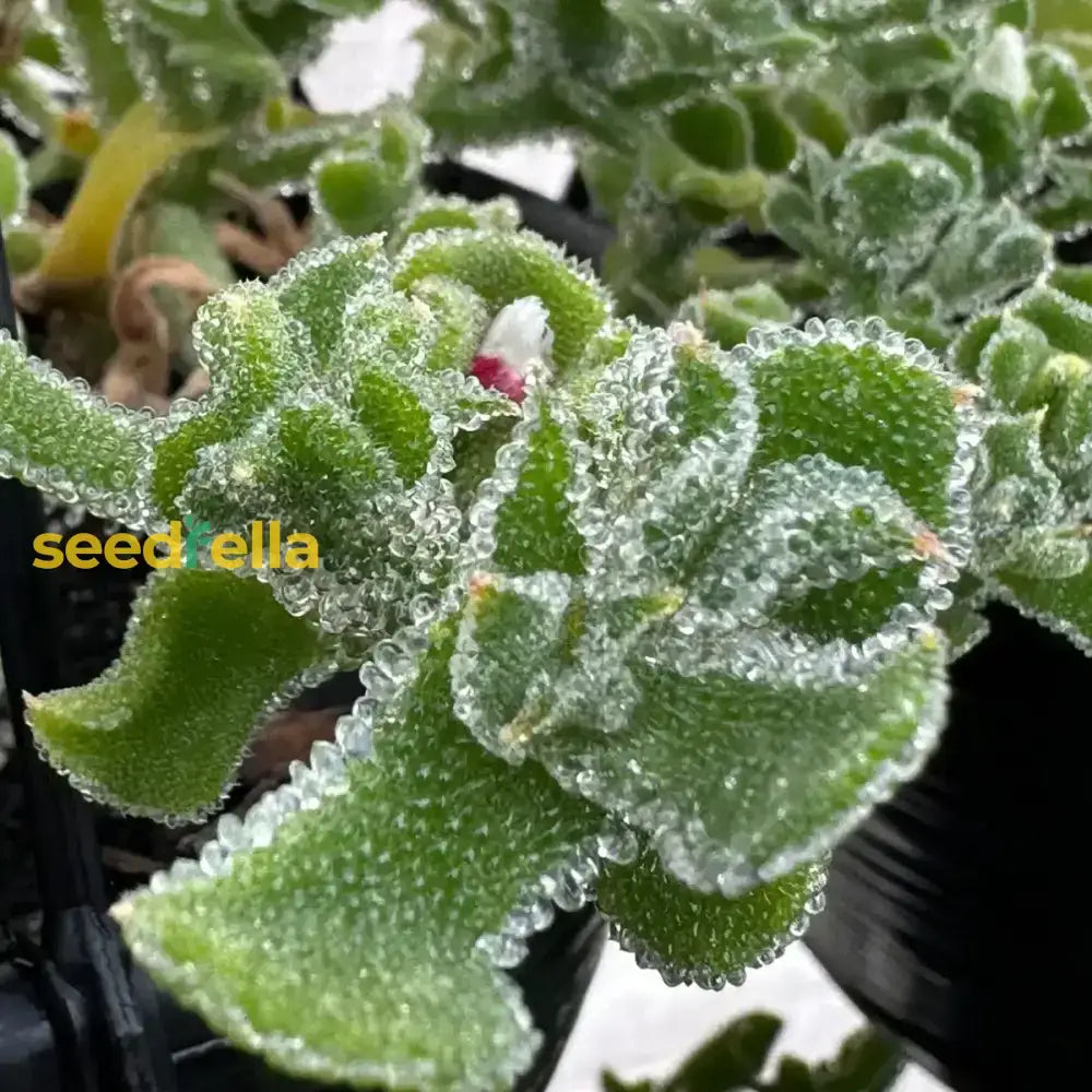 Green Iceplant Seeds For Planting - Vegetable Plant Seeds