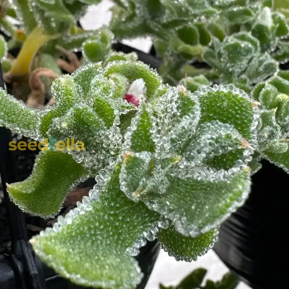 Green iceplant seeds mesembryanthemum for planting