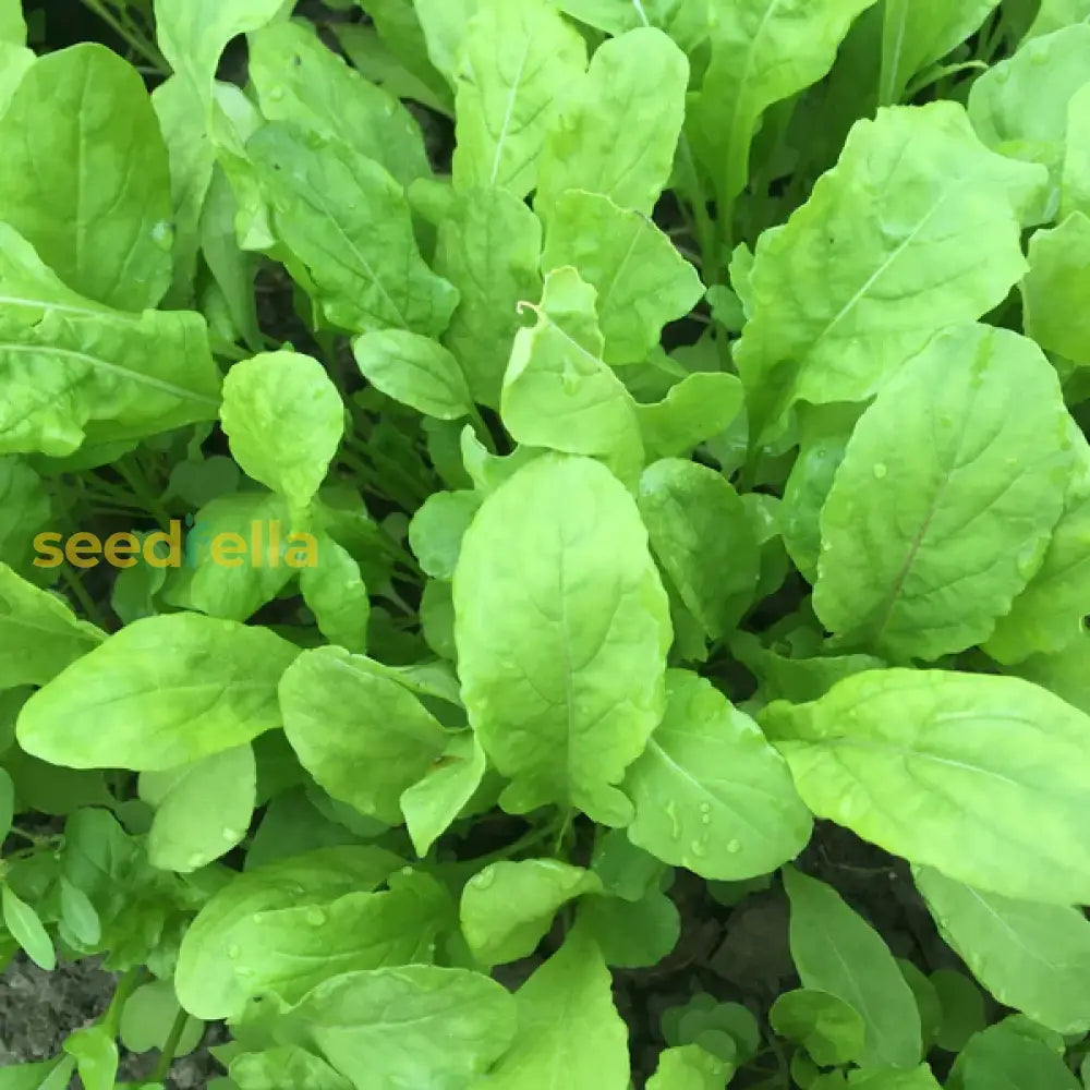 Green Intybus seedlings growing in soil